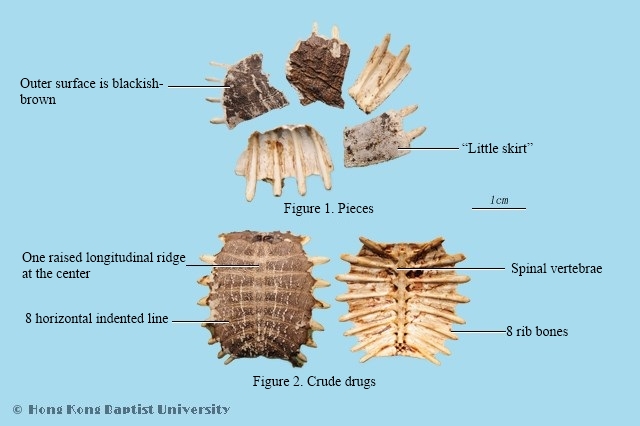 Turtle Carapace