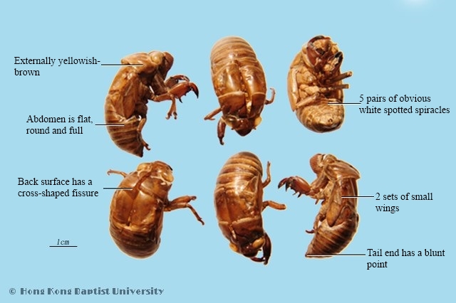 Cicada Slough