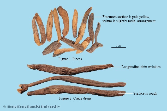 Longleaf Garden Burnet Root