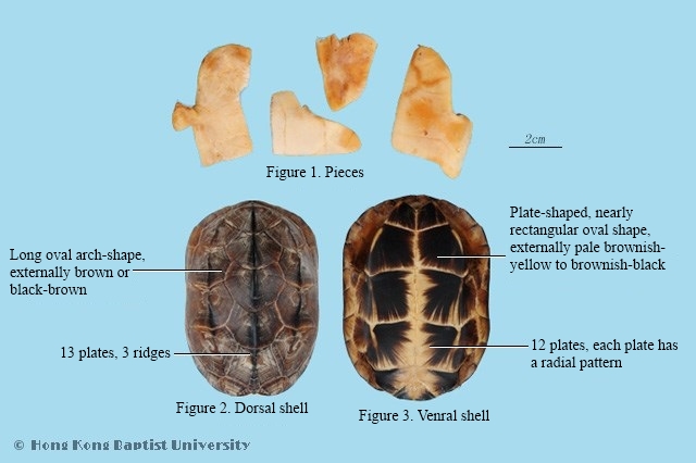 Tortose's Carapae and Plastron