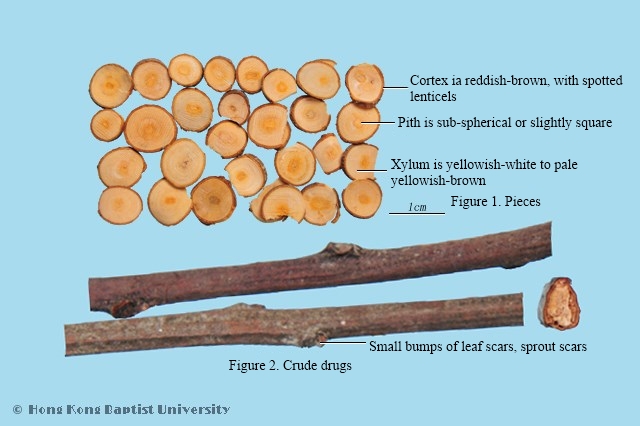 Cassiabarktree Twig