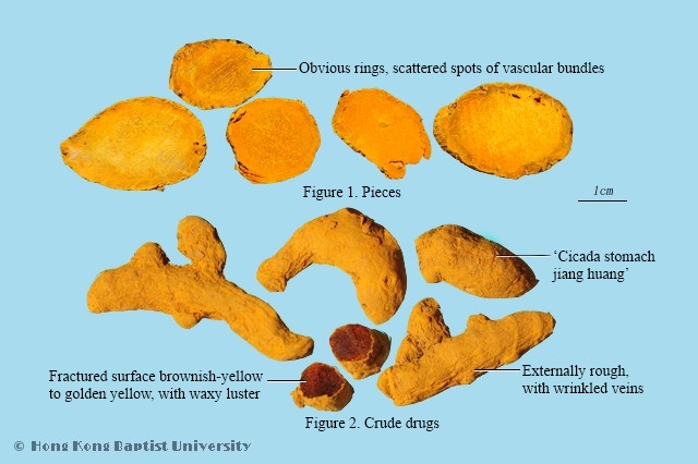 Common Turmeric Rhizome