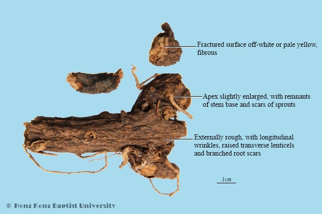 Peking Euphorbia Root