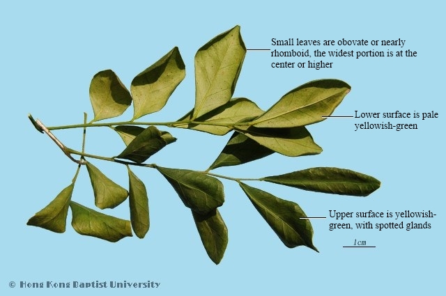 Common Jasminorange Twig and Leaf|PaniculateJasminorangeTwig and Leaf