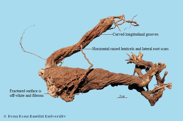 Fischer Euphorbia Root