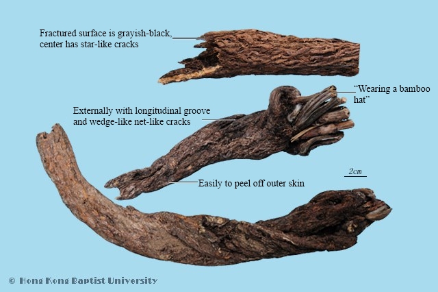 Common Swisscentaury Root