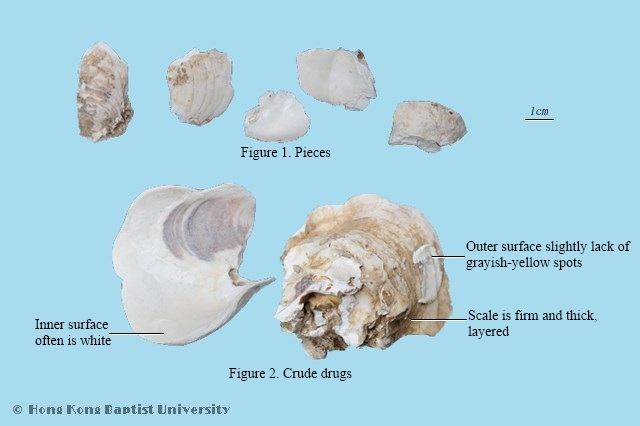 Common Oyster Shell