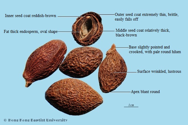 Boat - fruited Sterculia Seed