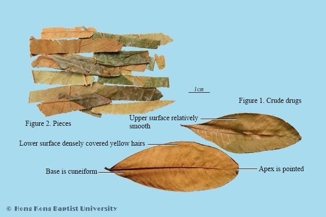 Loquat Leaf