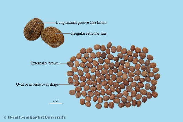 Caper Euphorbia Seed