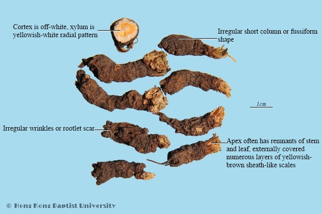 Muskroot - like Semiaquilegia Root