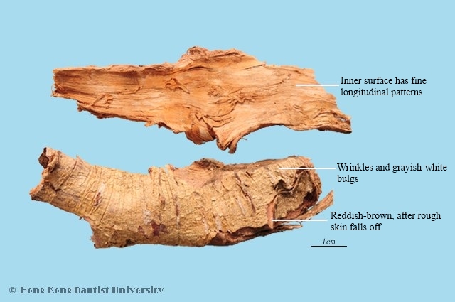 Golden Larch Root - bark or Bark