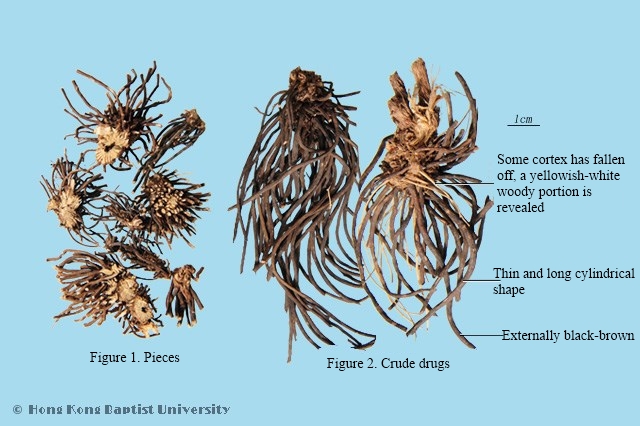 Chinese Clematis Root and Rhizome