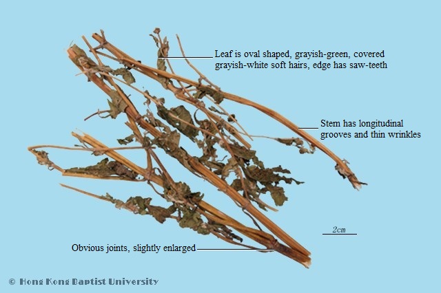 Common St. Paulswort Herb|Glandulartalk St. Paulswort Herb