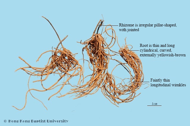 Paniculate Swallowwort Root or Herb
