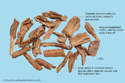 Chinese Wolfberry Root - bark