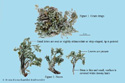 Capillary Wormwood Herb