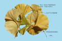 Ginkgo Leaf