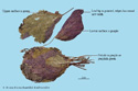 Cultibated Purple Perilla Leaf