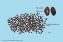 Asiatic Plantain Seed