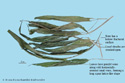 Common Lophatherum Herb